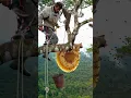Download Lagu This tree is full of giant bee hives #wildlife #honey #hunting #bee