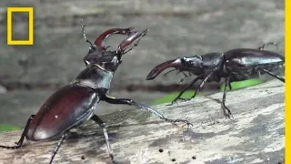 Download Peek Inside the Strange, Secret World of Bugs | Short Film Showcase MP3