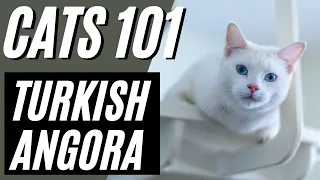 Turkish Angora Cat - Pros and Cons of the Turkish Angora Cat