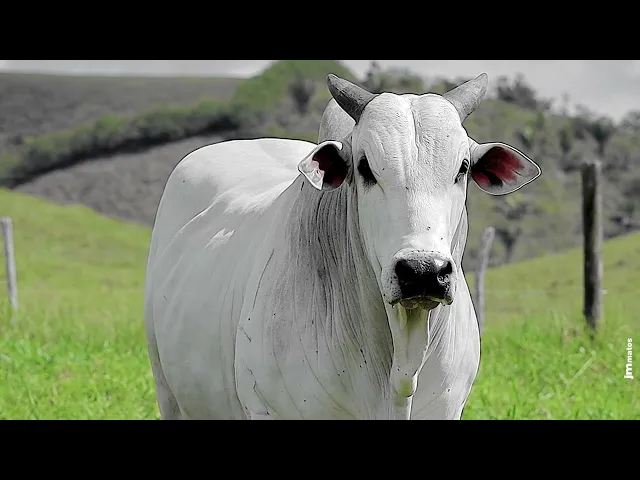 Touro Nelore FBRA - 192