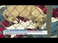 Wiregrass Pets waives adoption fee for weekend adoption event