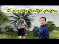 Download Lagu Tranh Thủ Sáng Sớm Ông Bằng Và Cô Thơm Lên Dọn Cỏ Cho Con