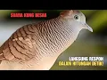 Download Lagu Suara Perkutut Gacor Lokal Asli Alam | Pancingan Perkutut Betina \u0026 Jantan Suara Besar | ZebraDove 02