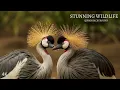 Wildlife In 4K - Animals with Relaxing Quran recitation | Surah Yasin - Mohammed Hesham | Our Planet