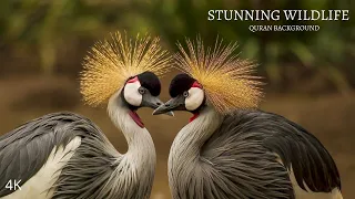 wildlife in 4k animals with relaxing quran recitation surah yasin mohammed hesham our planet