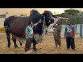 Download Lagu Karachi k Biggest Bulls at UDF Cattle Farm Collection Qurbani 2025 l Bakra Mandi 2025 Cow Mandi 2025