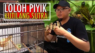 ngeloloh anakan kutilang sutra calon bibit indukan baru lagi di aviary murah tapi susah dicari