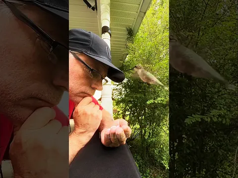 चिड़िया को लगा ये पत्थर है! 😳🐦 #Shorts #ViralVideo #BirdLover