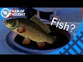 Download Lagu Why there were fish in steam engine water tanks - Fish pun
