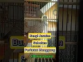 Download Lagu Suara Awalan Sebelum BURUNG PERKUTUT Pertunjukan #burung #perkutut #shorts