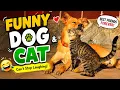 Some funny moment of dogs funny dogs
