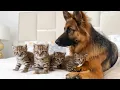 Download Lagu Dog Was Secretly Hiding Bobcat Kittens—What the Owner Found in the Backyard Left Him Speechless