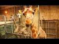 Download Lagu Uma temporada extraordinária no Zoológico!