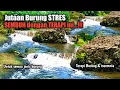 Download Lagu TERAPI BURUNG STRES SANGAT AMPUH‼️Untuk semua jenis burung