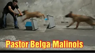 TREINO DE OBEDIÊNCIA PASTOR BELGA MALINOIS 3 MESES