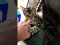 Kucingku oh lucu sekali  #shorts