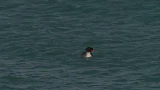 North American drake Common Merganser dives into a northern USA lake as the hen floats nearby
