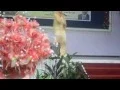 Download Lagu Lagu Rindu Merindu - Fauziah Idris