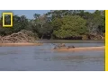 Download Lagu Jaguar Attacks Crocodile Cousin (EXCLUSIVE VIDEO) | National Geographic