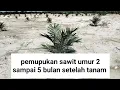 Download Lagu pemupukan sawit umur 2 - 5 bulan setelah tanam