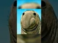Animals with Down syndrome