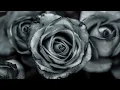 Dre Dior-Feen