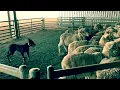 Casterton Working Dog Auction 2018 - Glencairn Seven
