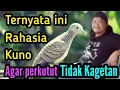 Download Lagu Rahasia  Kuno || Agar perkutut tidak kagetan ❗Sekaligus menyembuhkan ❗@mangoendjoyochannel8053