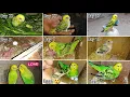 Download Lagu Budgies Baby Growth Stages Day 1 to Day 45 | Miracle Of Life