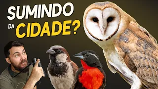 AVES URBANAS que estão SUMINDO? #OrnitólogoResponde