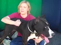 A5105874 Shelby Great Bull