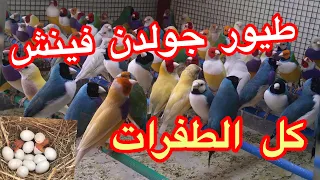 طيور جولديان فينش مع الأفراخ وطفرات مميزه 