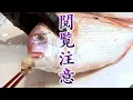 Download Lagu この動画は覚悟がある方だけ見てください。釣れた魚の口からとんでもない物が・・・。【水中映像あり】