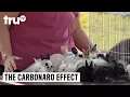 The Carbonaro Effect - Overbreeding Bunny Reveal