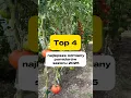 Lagu Top 4 najlepsze odmiany pomidorów sezonu 2025 🌿