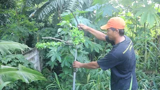 pemikat perkutut kawakan dari bekasi