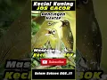 Download Lagu JOS Gacor Kecial Kuning #kecialkuninggacor #masteranplecigacor #lombakecialkuning