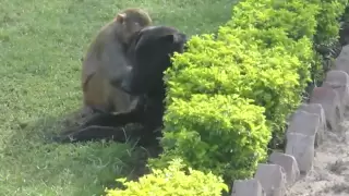 monkey fucking the dog