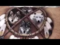 Wolf Dream Catcher Bedding Sets