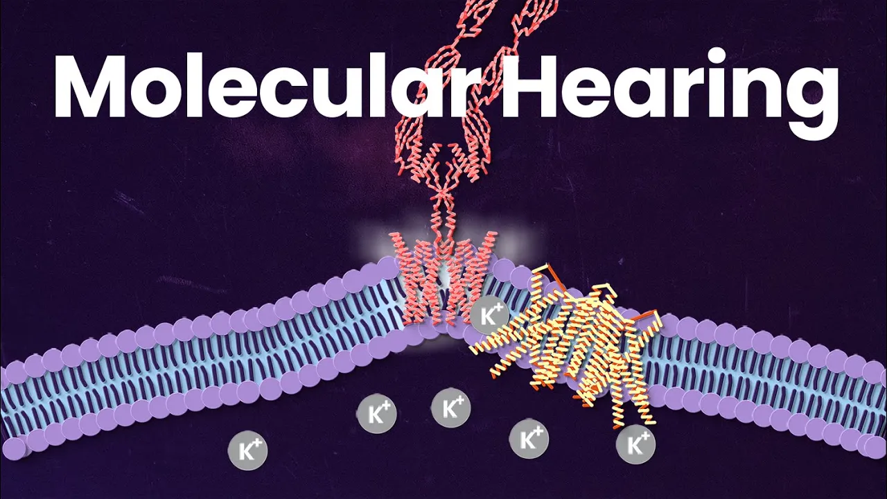 The Incredible Mechanics That Make You Hear
