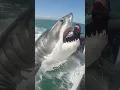 Download Lagu That was close! Great white shark next to the fisher handled with bare hands🦈
