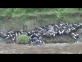 Why Do Animals Migrate