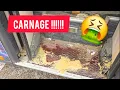 Download Lagu ON PERD IRIS !!! ET ORA NOUS FAIT UN CARNAGE !!!! VIVE LES CHIENS 🤬
