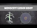 Monocot Root Structure Plant Biology