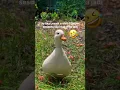 Download Lagu bebek ngomel #shortvideo #funny #lucu