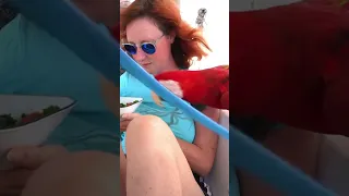 #macaw #travelwithpets