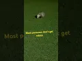 I found a possum with rabies