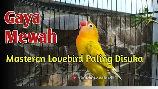 Download Suara Lovebird FIGHTER NGEKEK PANJANG Gaya Mewah, Masteran Lovebird Ngekek Paling DISUKA MP3