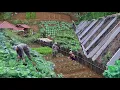 Download Lagu Full 25 days Build a new farm, grow thousands of vegetables and fish. Build more solid structures
