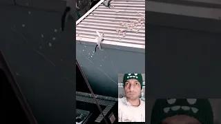 نحوه مقابله با گربه های وحشی کبوتر گیر چی می تونه باشه نظرتون برامون کامنت کنید 